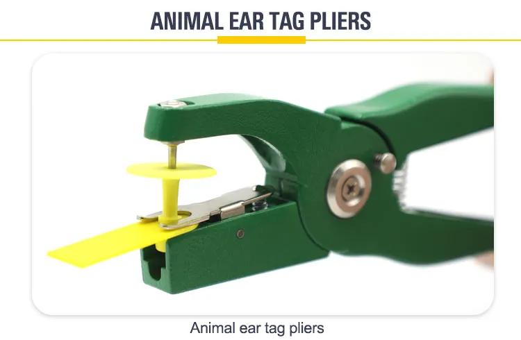 Ear Tag Colours Sheep